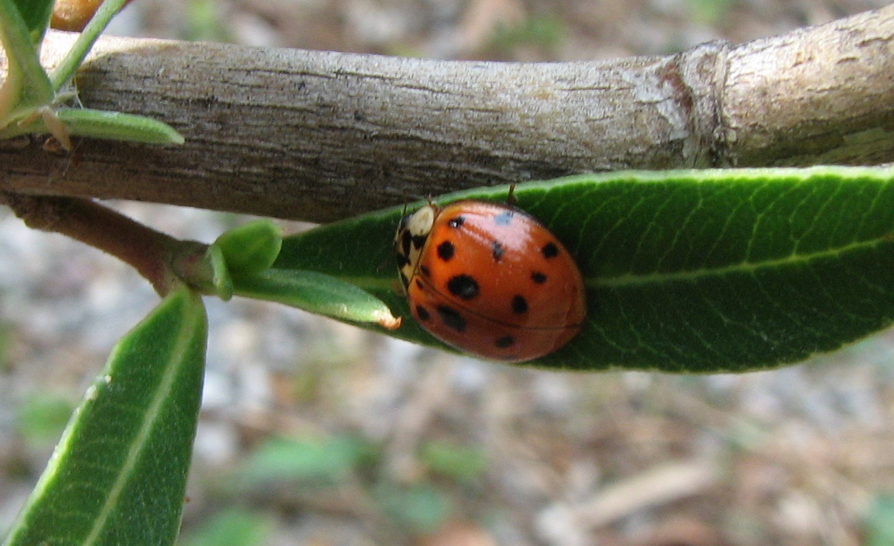 Che coccinella è?